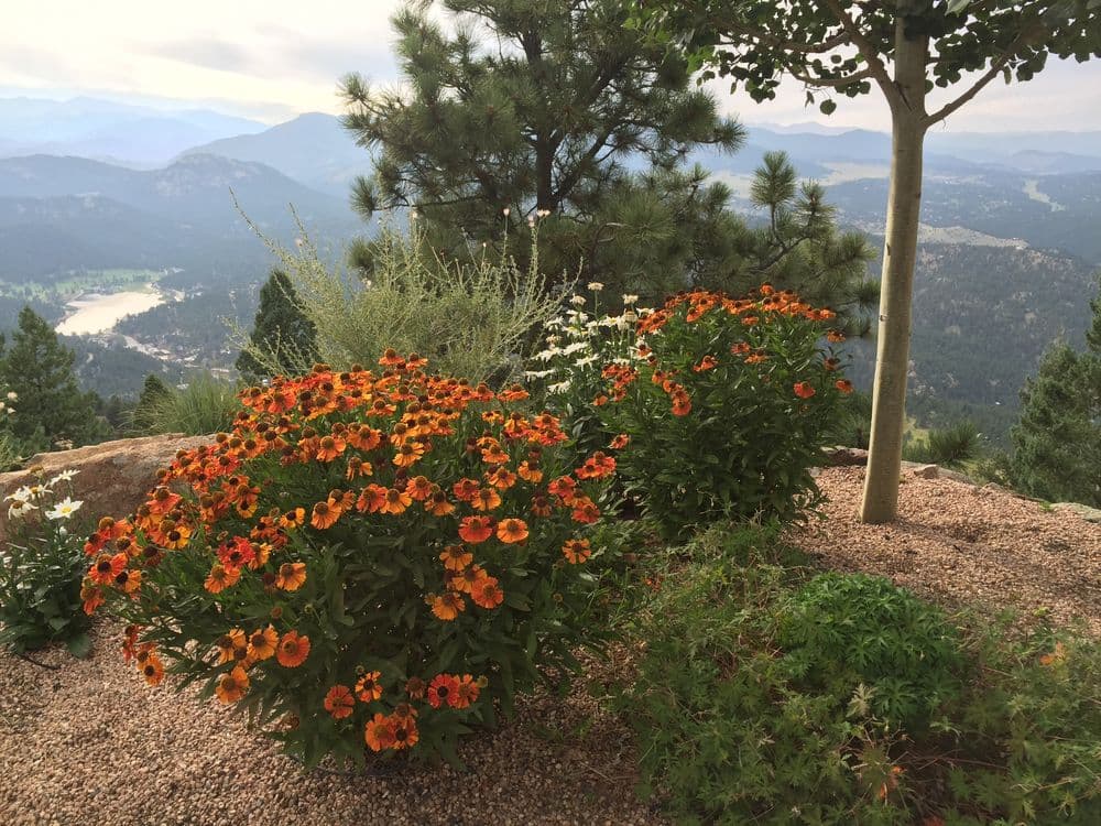 vibrant orange and white flowers blooming on a hillside with mountains in the background