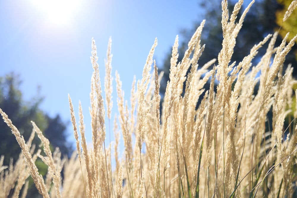 Golden grass swaying in sunlight against a clear blue sky, capturing serene nature beauty.